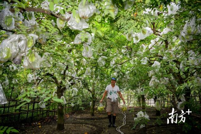 梅塘村幾乎家家戶戶種植楊桃。  南方? 何森垚 拍攝